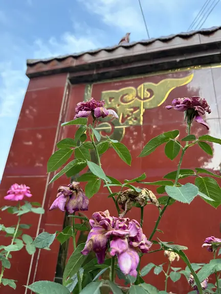 图片[2]-望归-诗榜
