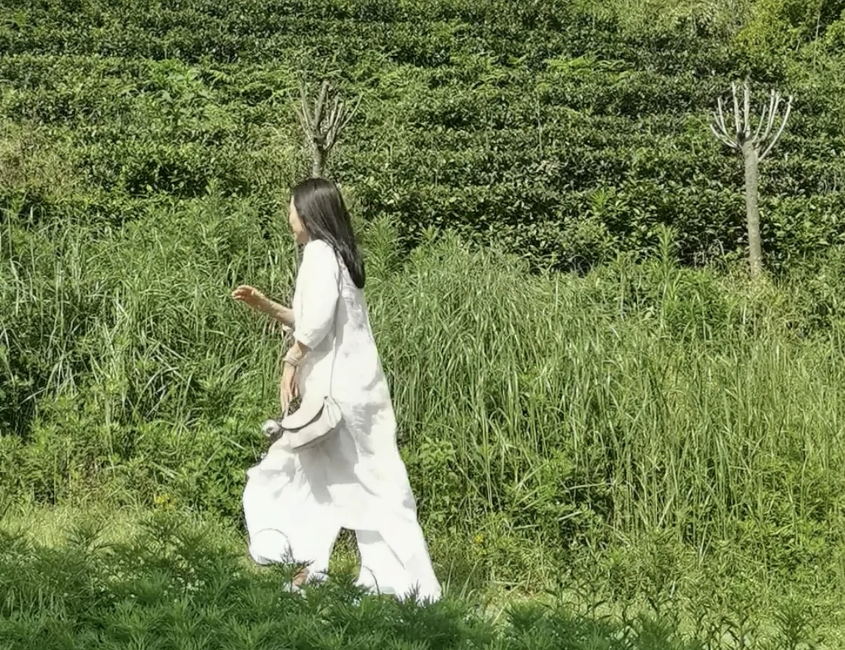 五律 晓行万州凤凰茶山-诗榜