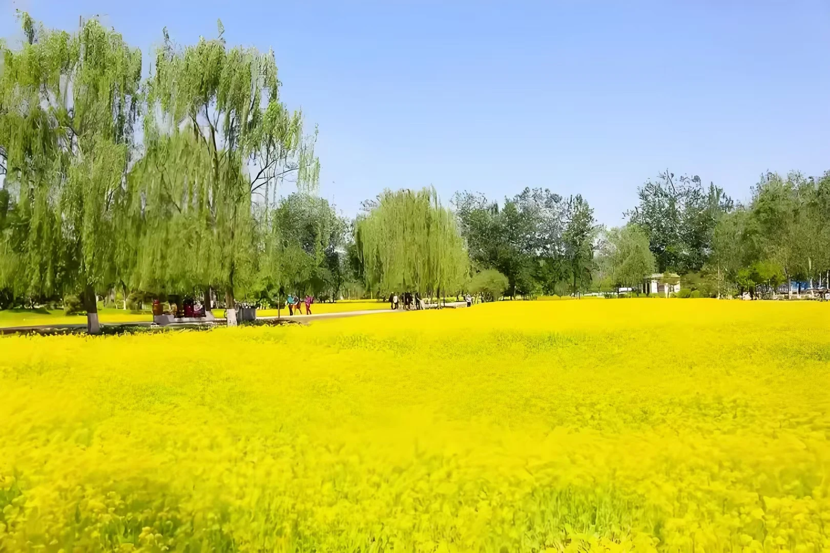 油菜花海游-诗榜