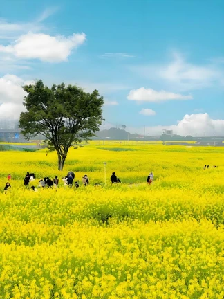 图片[2]-油菜花海游-诗榜