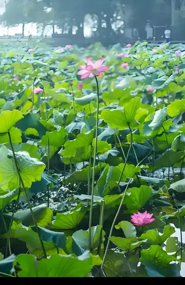 图片[3]-初夏随吟-诗榜