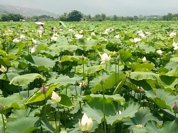 图片[4]-初夏随吟-诗榜
