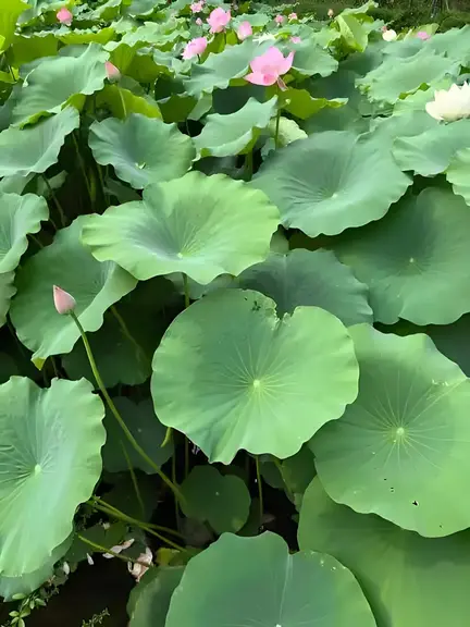 图片[5]-初夏随吟-诗榜