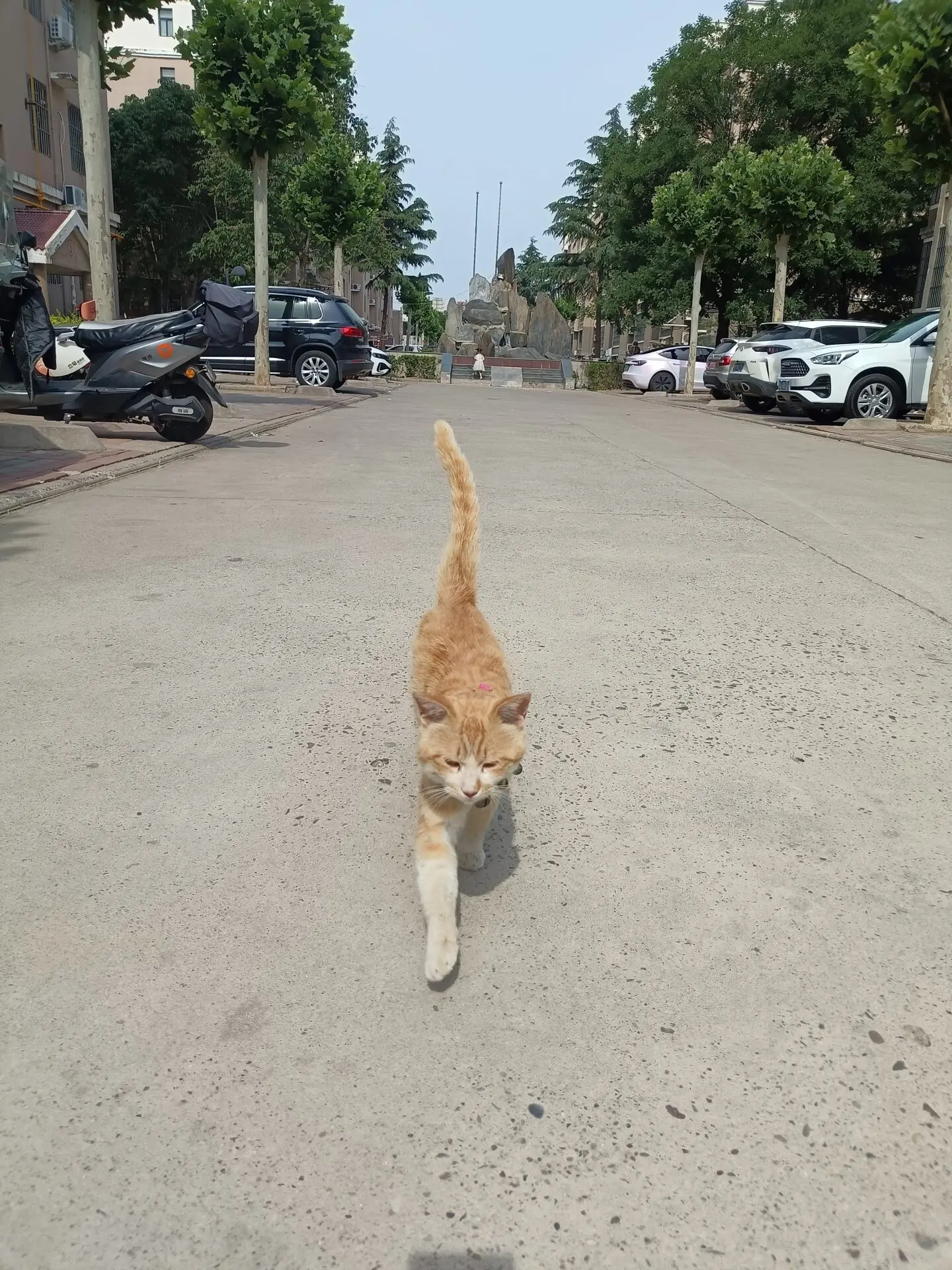 晨起遛猫-诗榜