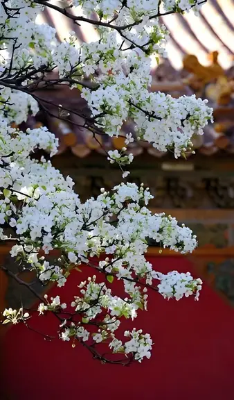 图片[8]-梨花-诗榜