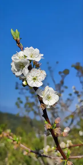 图片[6]-梨花-诗榜
