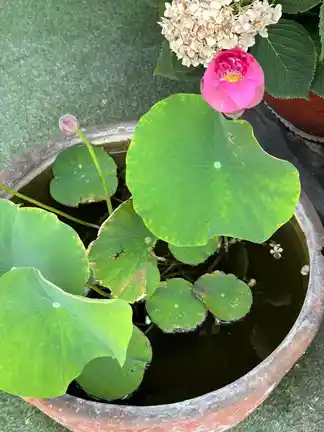 图片[3]-荷-诗榜