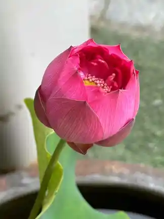 图片[2]-荷-诗榜