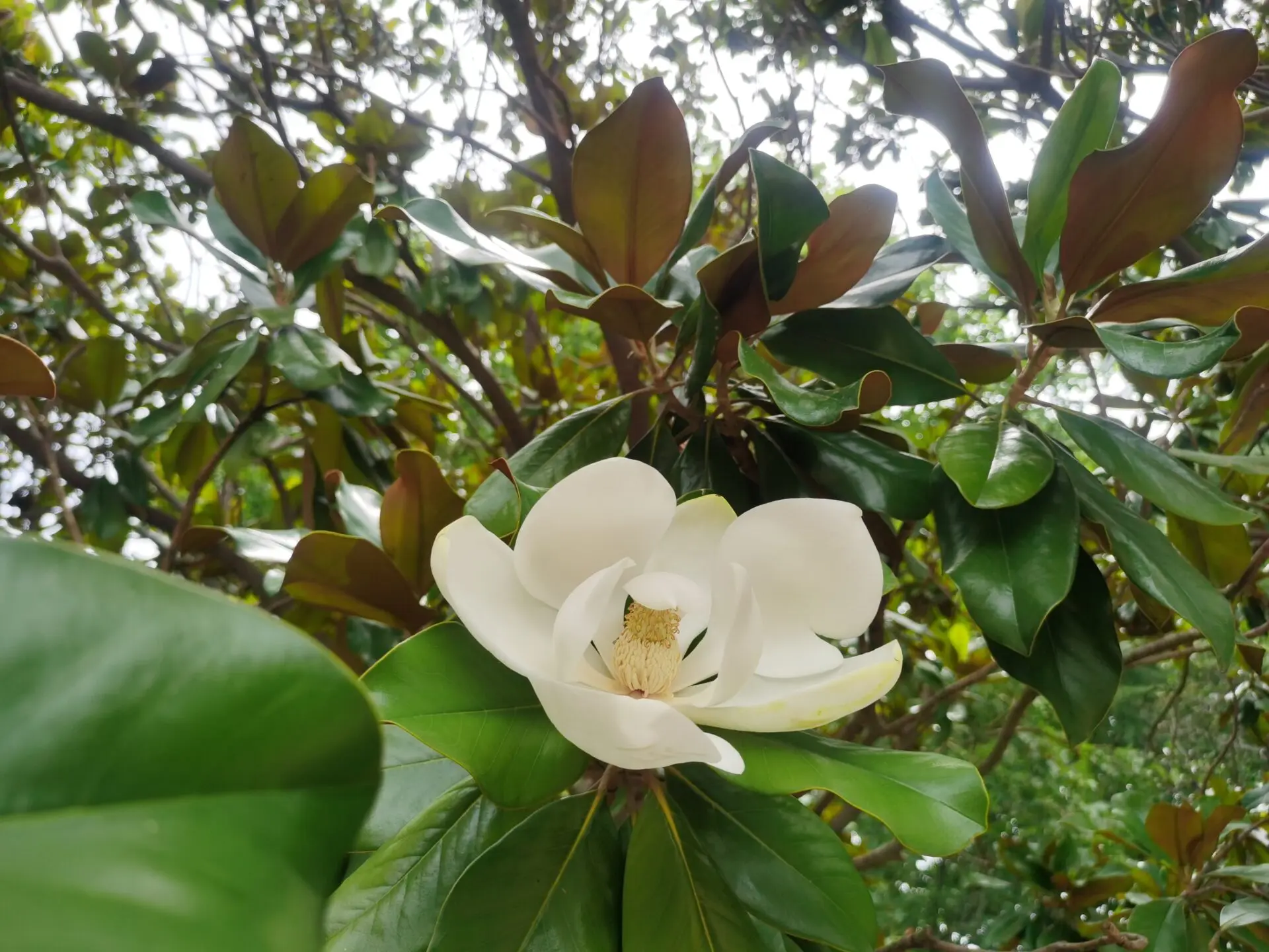 咏荷花玉兰-诗榜