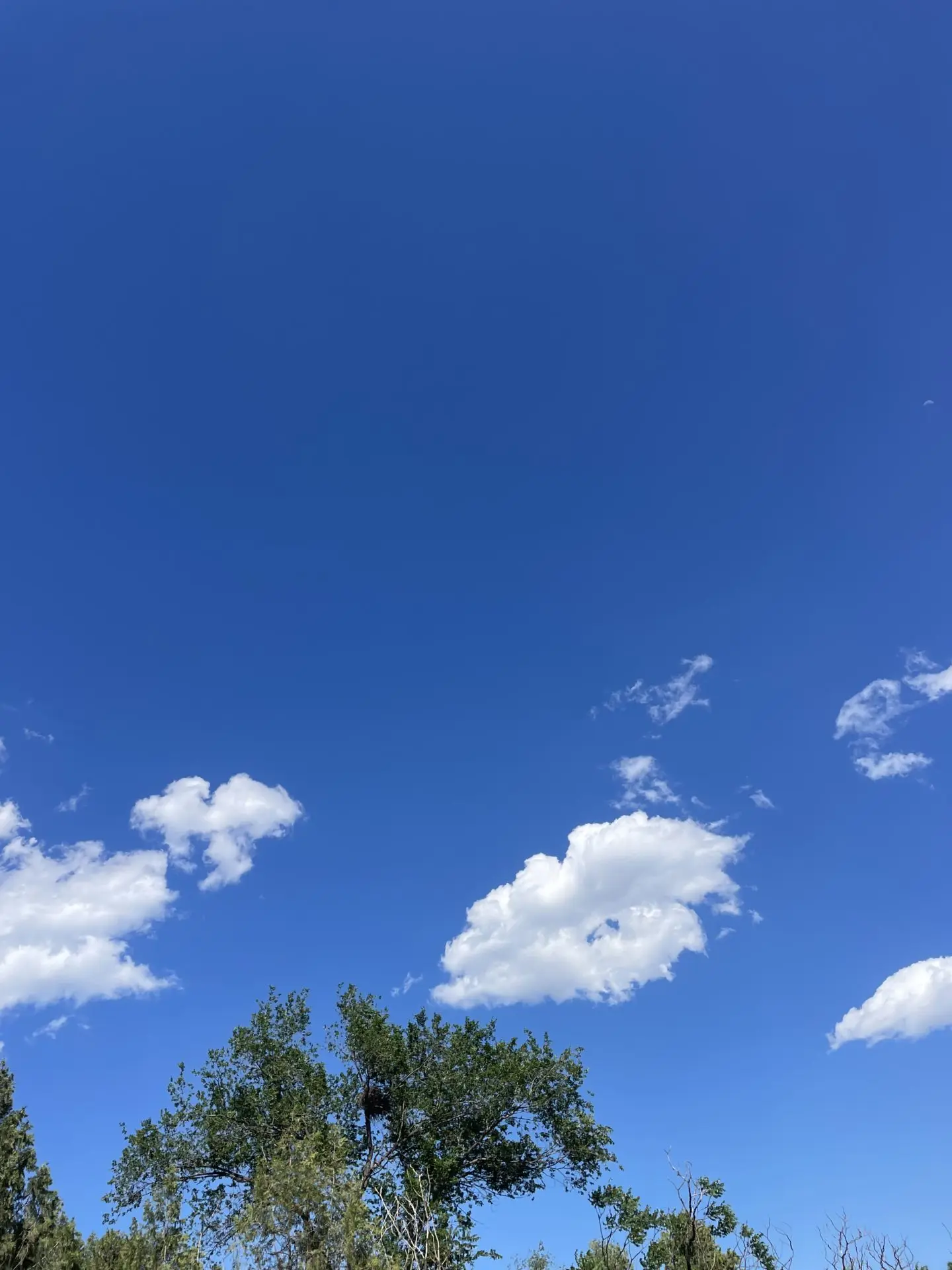 青禾的诗斋-诗榜