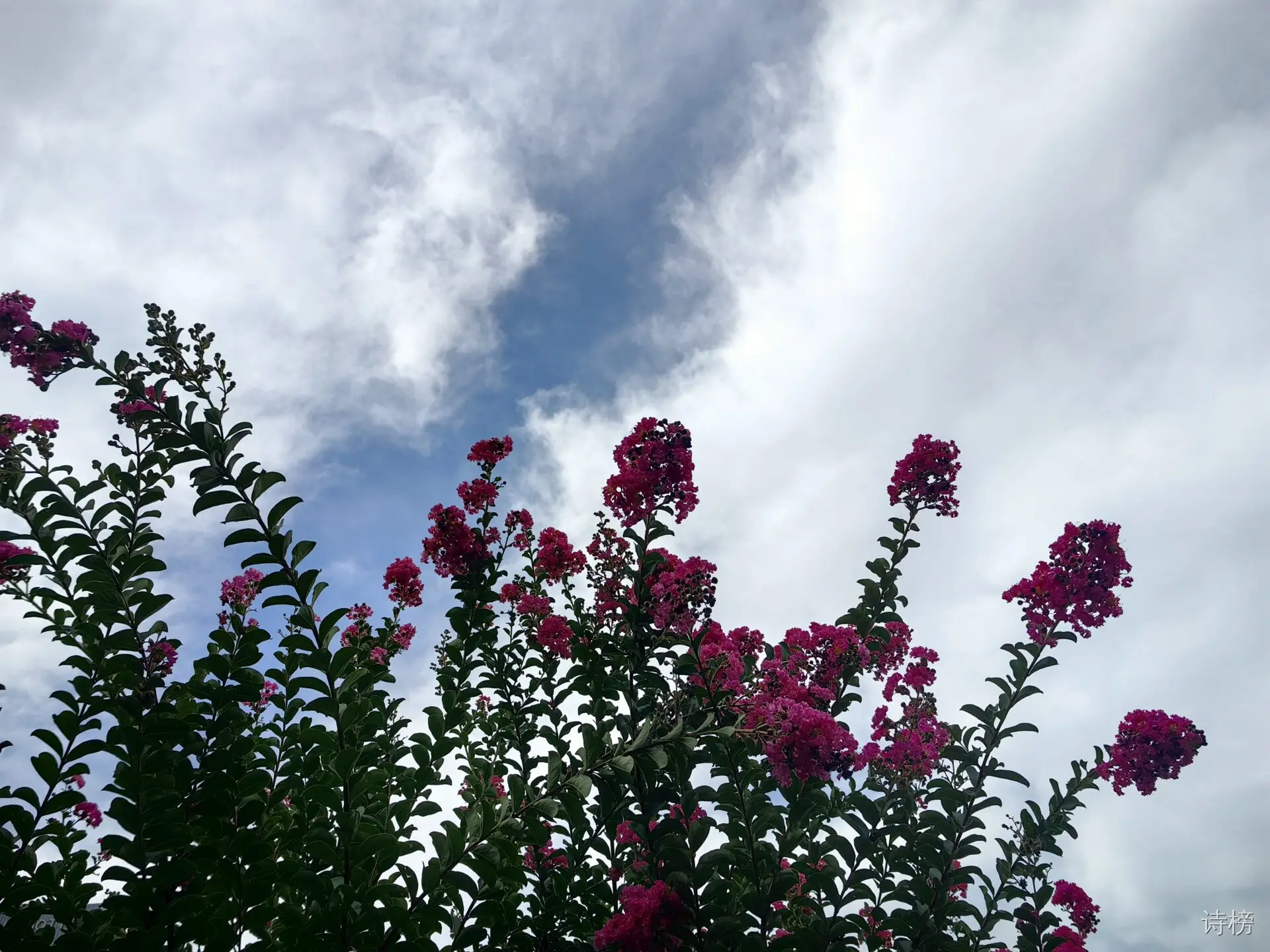 图片[1]-夏日雨后紫薇公园即景-诗榜
