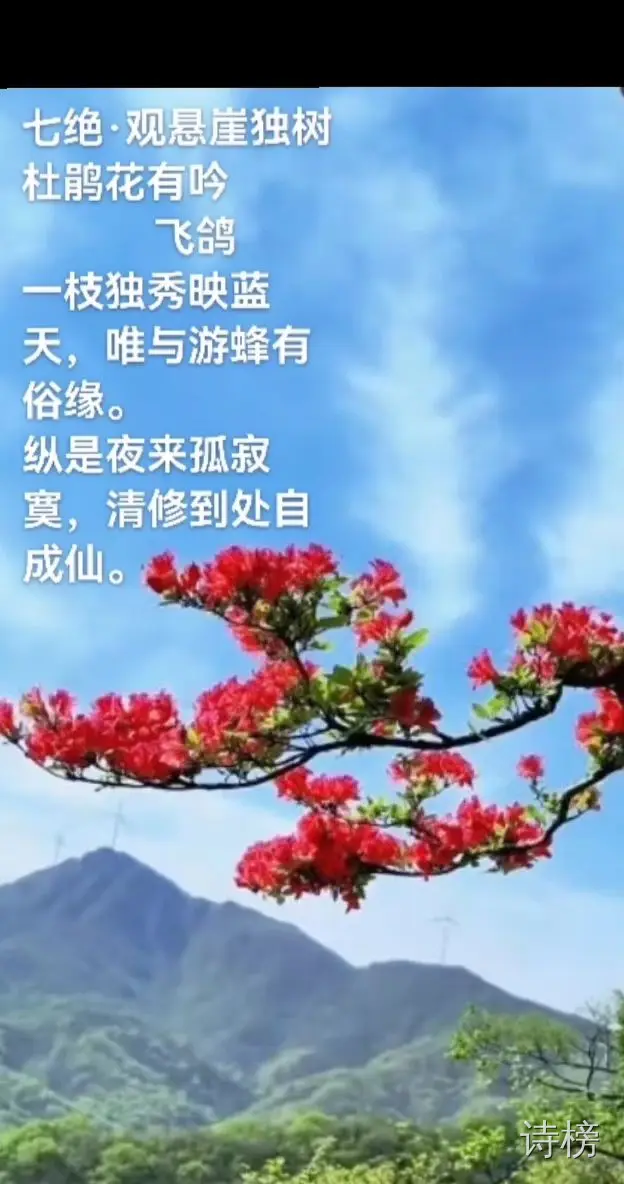 图片[1]-观悬崖独树杜鹃花有吟-诗榜