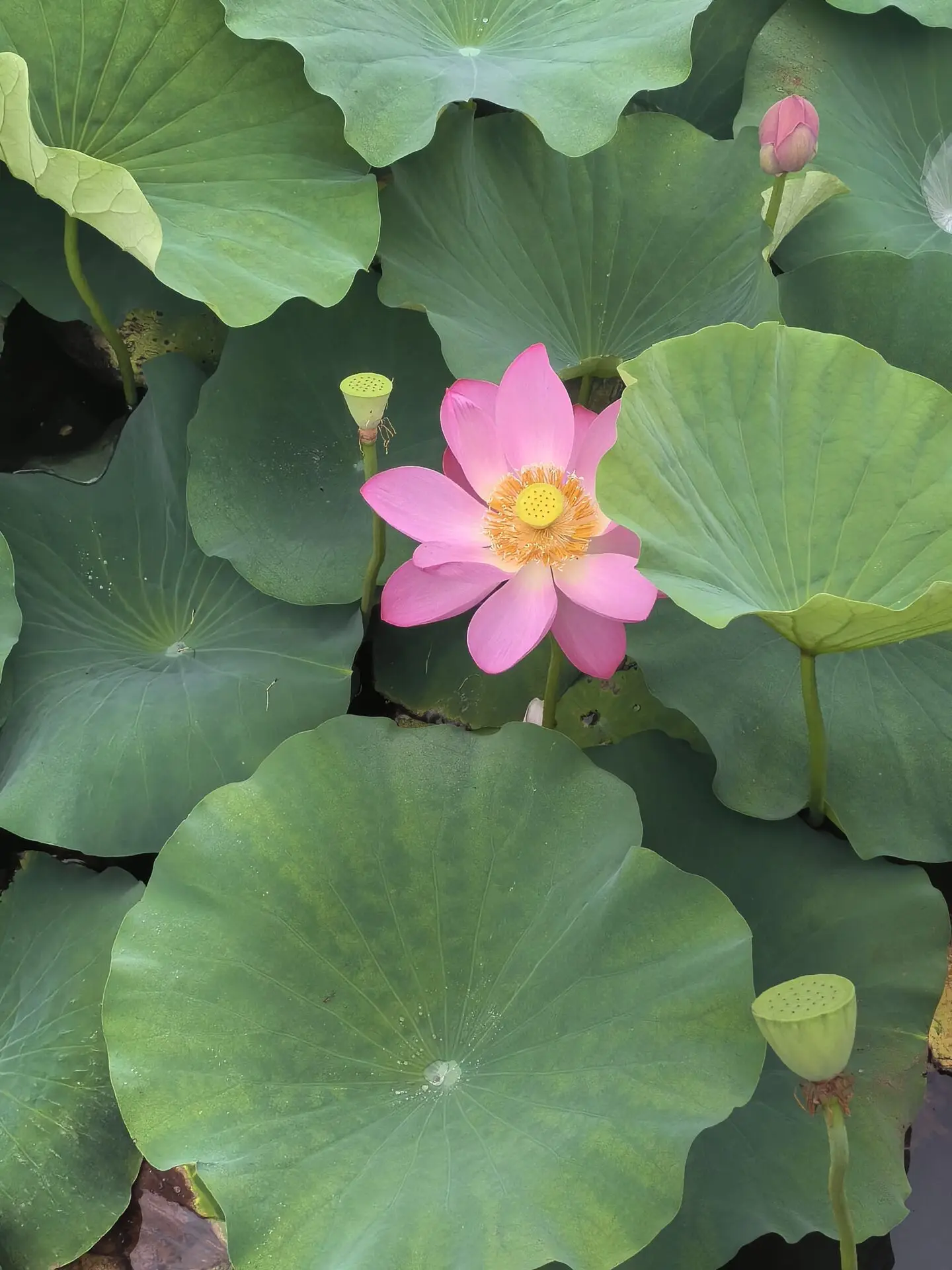 浮生偶记
乙巳夏，密州大热，扶淇河畔垂钓赏荷。同行者拙荆。-诗榜