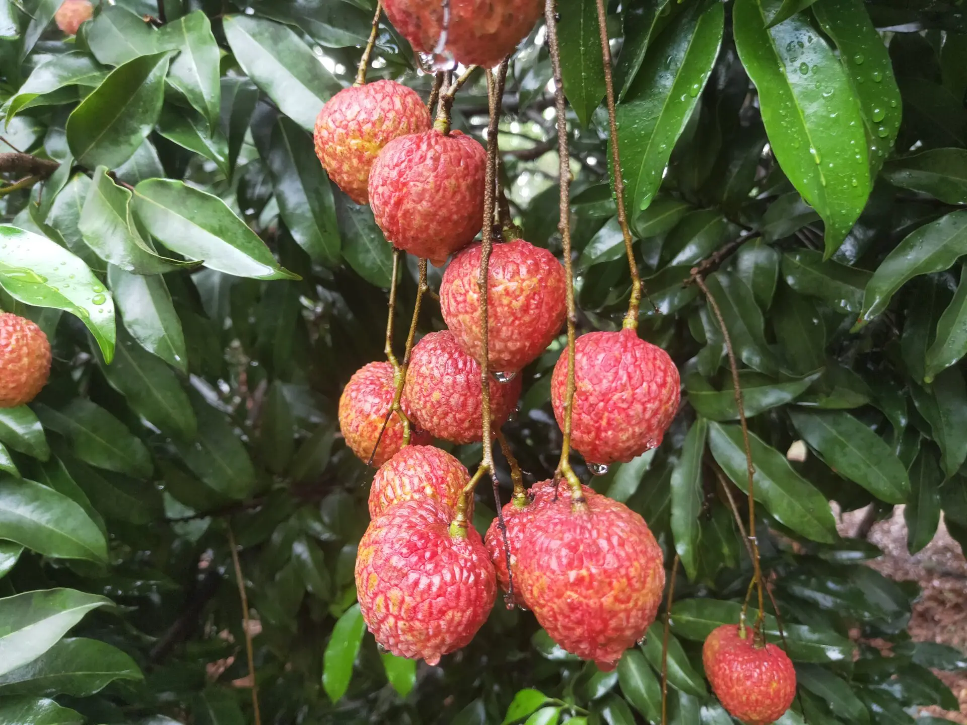 雨后偶过荷池见黄鹂立莲蓬作翘首状口占一绝-诗榜