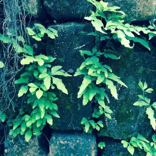 墙缝小草-诗榜