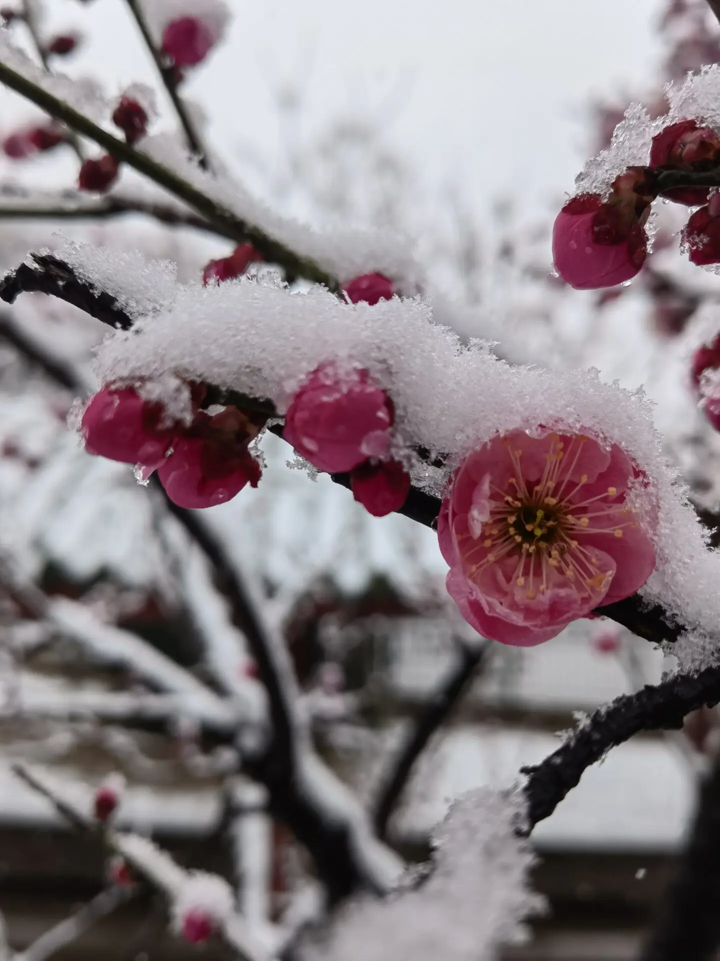 梅花飘雪的诗斋-诗榜