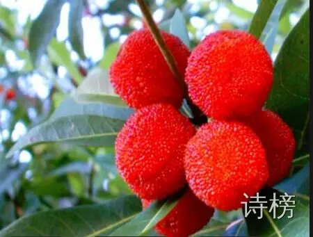 图片[1]-杨梅遐想-诗榜
