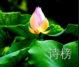 图片[1]-六月时逢荷花开-诗榜
