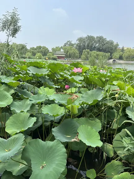 图片[2]-消夏-诗榜