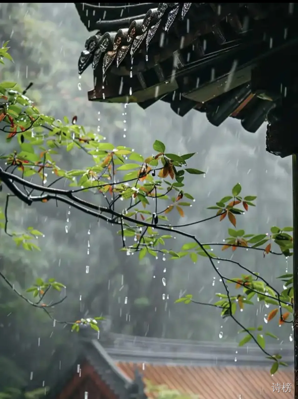 图片[1]-听雨-诗榜