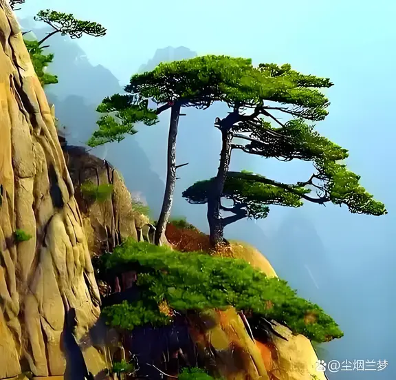 图片[1]-青松-诗榜