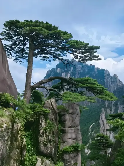 图片[2]-青松-诗榜